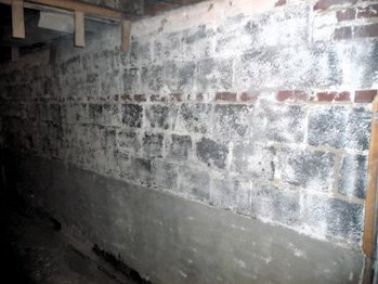 Cement plaster is the material of choice for for damp basements