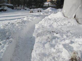 path in snow