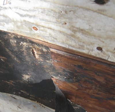 Plywood
              sheathing was wet