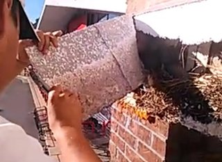 several birds nests