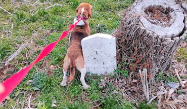 I discovered these old tombstones walking my dog.