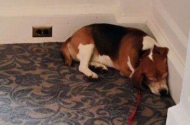 My dog, Huck, had a very relaxing stay at the Shoreham.