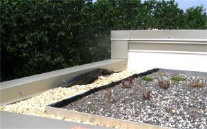 plants growing on  roof