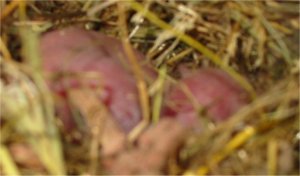 3 baby squirrels