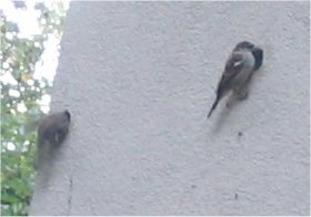 Birds living in dryvit