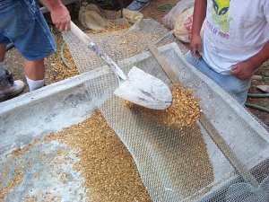 Pebbles are sifted with a sheet of metal lath